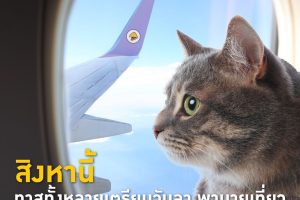 Nok Air allows pets on Bangkok-Chiang Mai flights