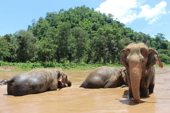 Elephants